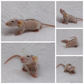 Potkan Potkany Potkaniky - 8