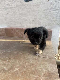 Mini čivava šteniatka - 8