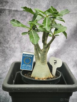 Púštna ruža - Adenium obesum bonsaj - 8