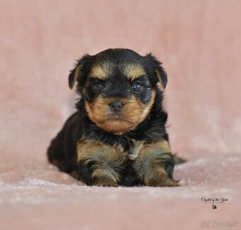 YORKSHIRE TERRIER s PP rodokmenom - yorkshirsky terier - 8