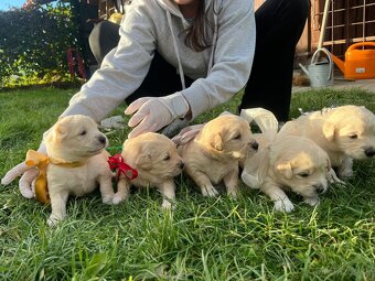 Zlatý retriever - 8
