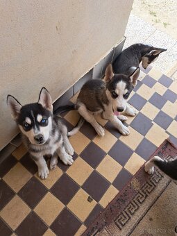Šteniatka sibírsky husky - 8