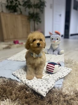 Toy pudlíčik, pudel - 8