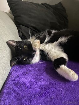 Darujem mačičku - 8