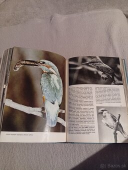 Veľký obrazový atlas vtákov - 8
