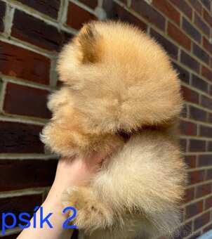 Pomeranian mini - 8