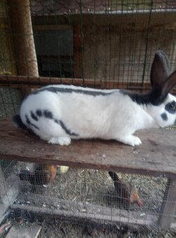 Nemecký obrovitý strakáč - 8