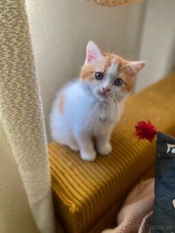 Skotka klapouchá koťata s pp - 8