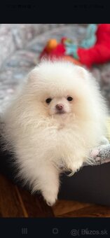 Pomeranian - 8