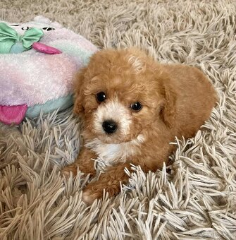 Red and white mini Maltipoo girl - 8