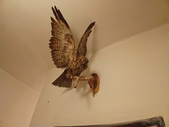 Stare obrazy / staré rámy - 8