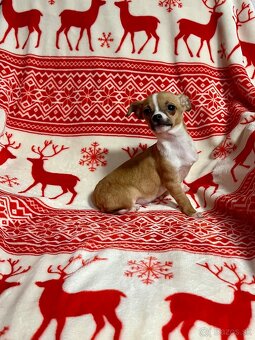 Šteniatko psík čivavy - 8