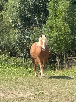 Haflinger a poník na predaj - 8