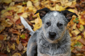 Australský dobytkársky pes s PP, rezervace, volní kluci - 8