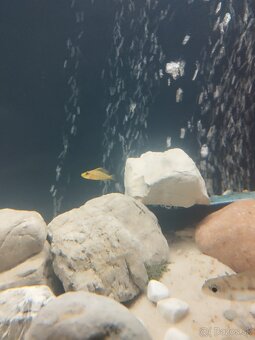 cichlida africká - 8