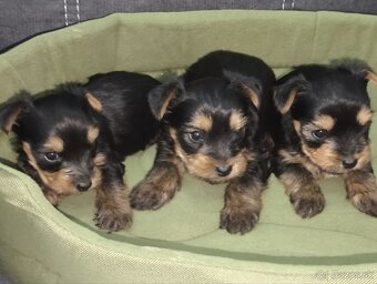 Mini Yorkshire terrier - 8