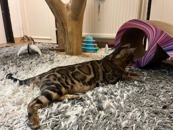 Bengalska macka - 8