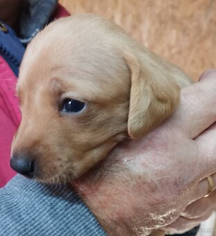 Jazvečík štandard   šteniatka - 8