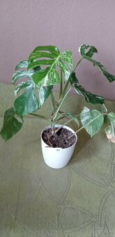 Monstera variegata - 8