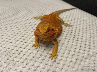 Agama bradatá + terárium - 8