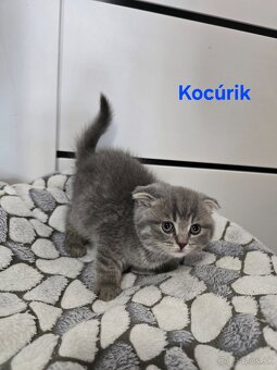 Škótske mačiatka - 8