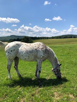 Appaloosa kobylka - 8