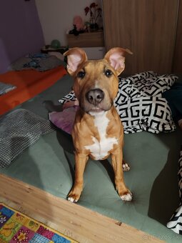 Bulterier x americký pitbull teriér - 8