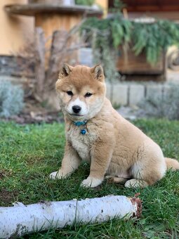 Shiba inu - 8
