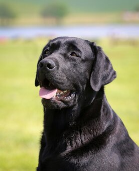 Labrador retriever - 8