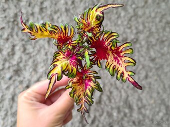 Koleus - africká žihľava (Coleus), semena, řízky - 8