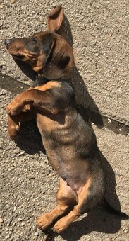 Jazvečík štandard šteniatko - 8