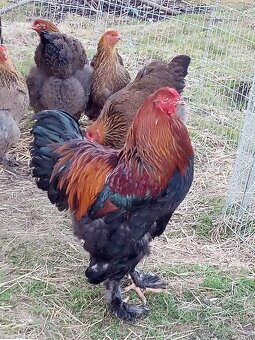 Brahmanky jarabičie NV - 8