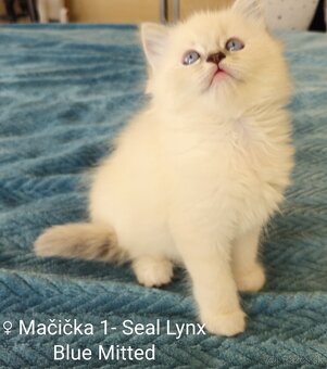 Ragdoll mačiatka bez PP - 8
