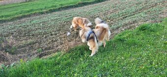 Kólia dlhosrstá - 8