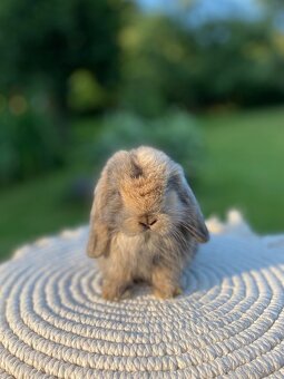 Mini Lop s VP - 8