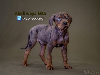 Louisiansky leopardí pes – šteniatka s PP - 8