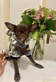 Šteniatka čivavy a jazvečíka s rodokmeňom na adopciu - 8