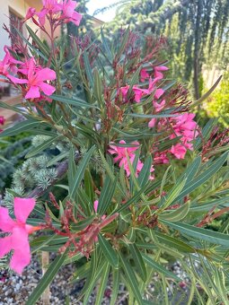 Oleander rôzne farby - 8