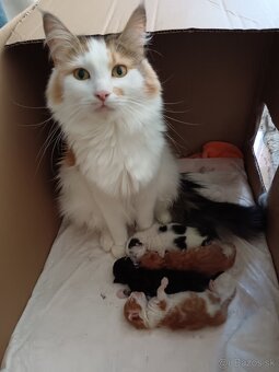 Maine coon - 8