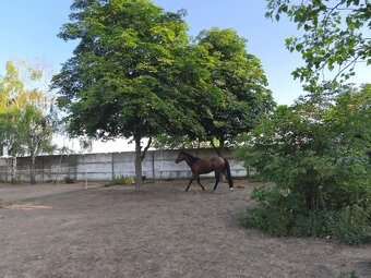 Boxové ustajnenie - 8