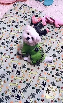 Mini Maltezak - 8