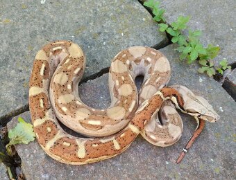 Boa imperator - Aztec Anery het VPI, VPI Jungle Aztec - 8