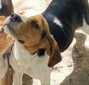 Beagle, bigel, bigl bez PP - 8