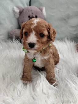 Cavapoo - 8
