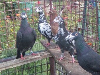 Poštové holuby Vangramberen - 8