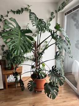 Monstera - 8