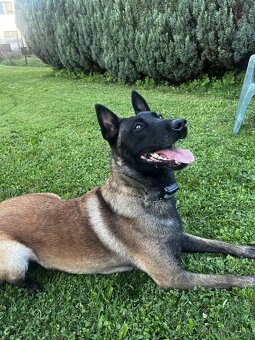 Belgický ovčiak Malinois - 8