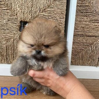 Pomeranian mini - 8