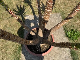 Juka obrovská – Yucca elephantipes (6-kmeňová, cca 180 cm) - 8