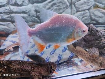 platyrhincus albino red eye+arowany - 8